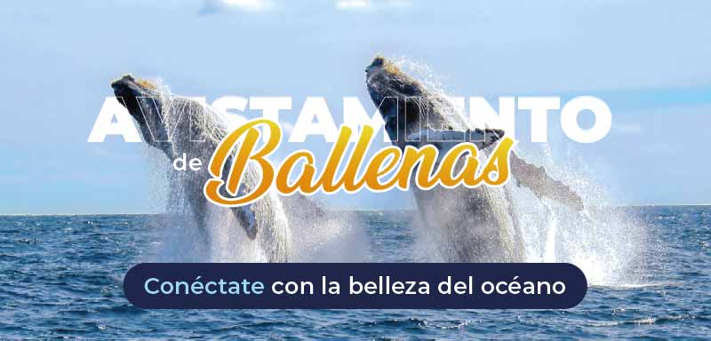 Viaja con Paipa Tours - en avistamiento de ballenas 2025